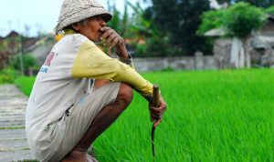 Para Petani Keluhkan (Lagi) Kebijakan Pemerintah