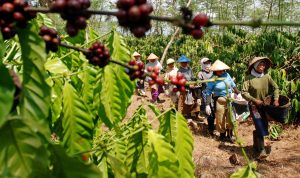 Bumdes Cempaka Akan Kembangkan Kopi