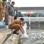 Bupati Tabur 10 Ribu Benih Ikan Kancra dan Ikan Nila di Empang Gedung Negara