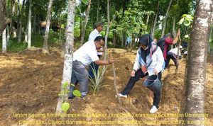 Sumedang Targetkan Menjadi Sentra Kacang Koro