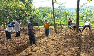 Petani Koro Terkendala Alat dan Mesin