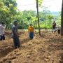 Petani Koro Terkendala Alat dan Mesin