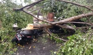 Puting Beliung di Cibinong - Bogor Porak Porandakan Pohon dan Atap Rumah