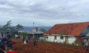 Atasi Kesulitan Pakan, Petani Kembangkan Rumput Odot