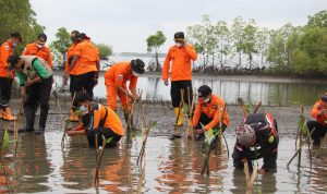 HUT Basarnas ke 50 : Pantai Pondok Bali Ditanami 500 Pohon Mangrove