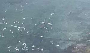 Limbah Medis Bekas Rapid Test Antigen Covid-19 Berserakan di Laut