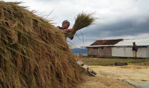 Panen Musim Hujan, Kualitas Padi Menurun