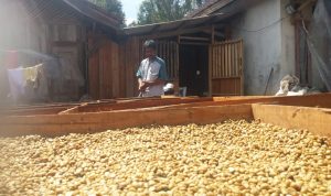 Lahan Kurang Produktif Bisa Dijadikan Perkebunan Kopi