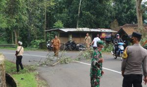 Hindari Pohon Tumbang, Situraja Utara Pangkas Pohon