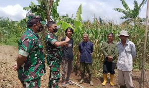 Kodam III Siliwangi Monitoring Demplot di Cimalaka