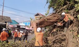 Pohon Ratusan Tahun Tumbang, Tutup Akses Tanjungsari - Rancakalong - Sumedang 