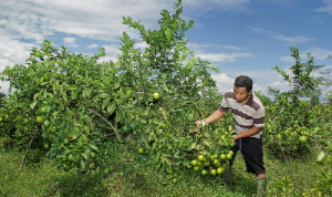 Petani Wanajaya Kembangkan Jeruk Limau dan Vanili