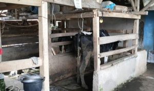 Sapi Desa Mekarbakti, Dorong Perekonomian Masyarakat