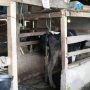 Sapi Desa Mekarbakti, Dorong Perekonomian Masyarakat