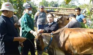 Kelompok Ternak Maju Jaya 2 Terima Bantuan Ternak