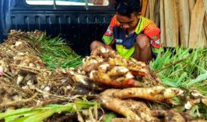 Petani Mengeluh, Jahe Merah Nyaris Tidak Laku