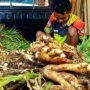 Petani Mengeluh, Jahe Merah Nyaris Tidak Laku