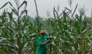 Petani Harus Kreatif Kelola Sumber Daya Alam