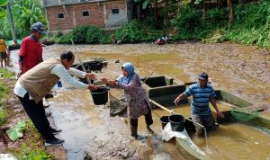 Pelaku Budidaya Benih Ikan Jatinunggal Masih Eksis