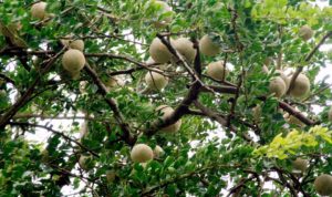 5 Manfaat Buah kawista Dan Pengolahannya