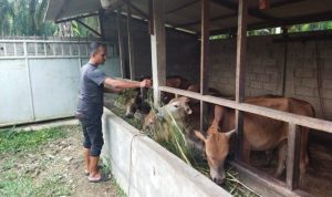 Menutup Langganan Idul Adha, Peternak Sapi Sesalkan Kebijakan Pemerintah yang Lambat