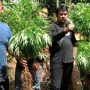 Polisi Memburu Pemilik 10 Hektar Ladang Ganja Di Cianjur