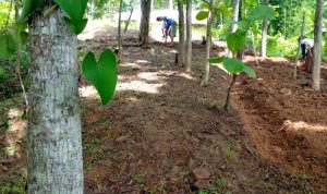 Kacang Koro Terus Menggeliat di Sekitar Waduk