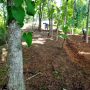 Kacang Koro Terus Menggeliat di Sekitar Waduk