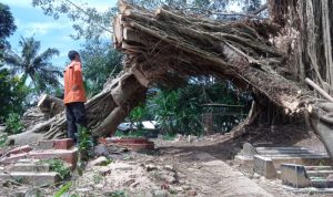 Pohon Raksasa Tumbang, Timpa Pemakaman, Hambat Mobilitas Warga