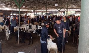 Penjualan Sapi Menurun Jelang Lebaran Haji