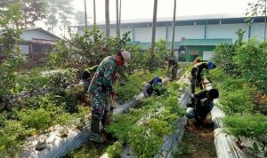 Satgas Citarum Harum Tanam Jahe Merah, Dukung Ketahanan Pangan