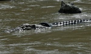 Pamit Pulang namun Tak Kunjung Sampai, Baharuddin Diduga Jatuh ke Sungai dan Diserang Buaya