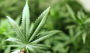 Kandasnya Gugatan Legalisasi Ganja Medis di Indonesia dan Kisah-kisah Perjuangan di Baliknya