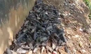 Ribuan Ikan Sapu-sapu Mati di Kali Baru Kramatjati