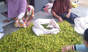 Produksi Minim, Harga Cengkeh Tinggi Produksi Minim, Harga Cengkeh Tinggi
