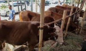 Dinas Pertanian Labeli Hewan Kurban