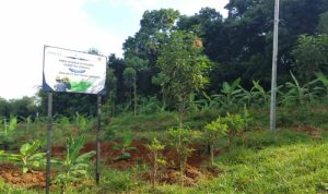 Wujudkan Mekarasih Jadi Sentral Pisang