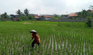 Cuaca Mendukung Panen Padi