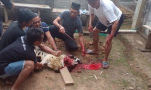 Idul Adha, Harga Kulit Menurun