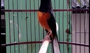 Burung Murai Batu Banyak Diminati