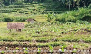 Banyak Hujan, Bisa Kurangi Kualitas Tembakau