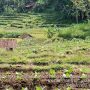 Banyak Hujan, Bisa Kurangi Kualitas Tembakau