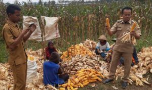 Hama Monyet, Kurangi Ketersediaan Bahan Pangan