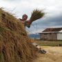 Kemarau, Petani Kembali Tanami Sawahnya