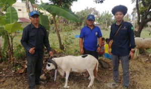 40 Kambing dan 3 Sapi Disalurkan GEO Dipa untuk Masyarakat