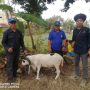 40 Kambing dan 3 Sapi Disalurkan GEO Dipa untuk Masyarakat