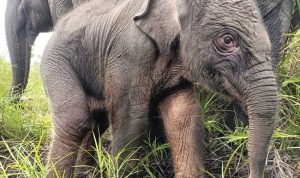 Seekor Bayi Gajah Lahir di PLG Padang Sugihan Sumatra Selatan