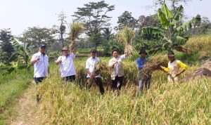 Kabupaten Purwakarta Lakukan Persiapan Puncak Panen Raya