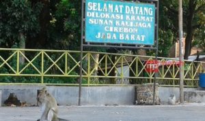 Santri Dikutuk Jadi Monyet, Kisah Murid Sunan Kalijaga DiCirebon