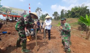 Tanam Jagung Untuk Ketahanan Pangan